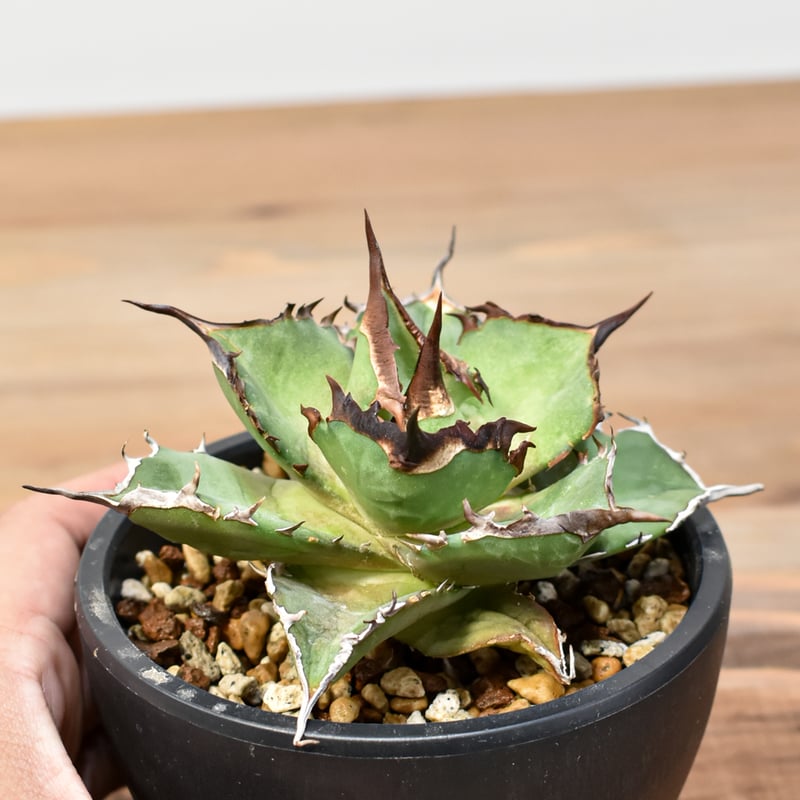 アガベ チタノタ DENNIS043【台湾DENNIS産/発根済み/中株】A DN25010