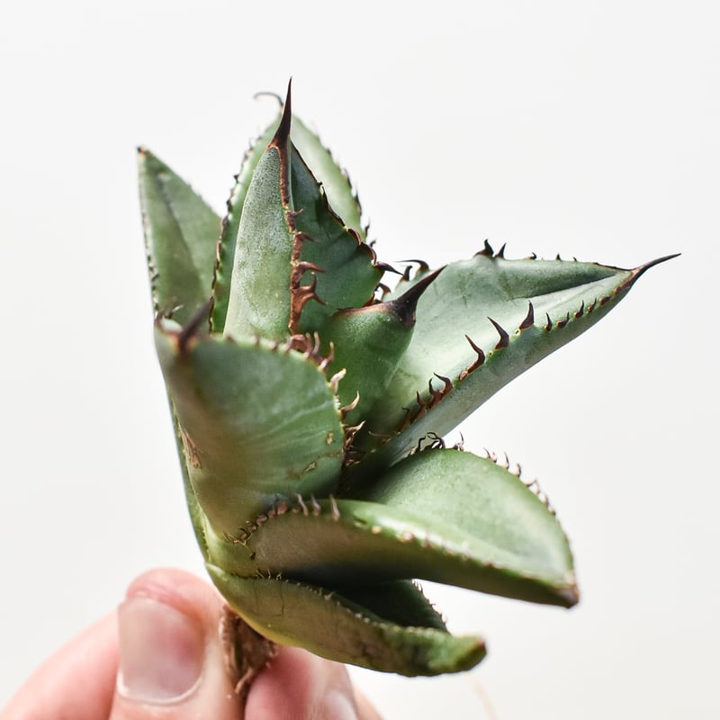 【選抜】アガベhyb パライシ中株 アガベ ハイブリッド '雪嶺' Agave hybrid 'Formosa' 台湾ハイブリッド