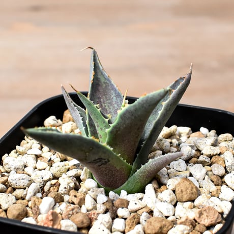 アガベ ハイブリット "邪霊" (特白肌怒雷神×血妖) 【台湾botanical_seeker産】RF25012015