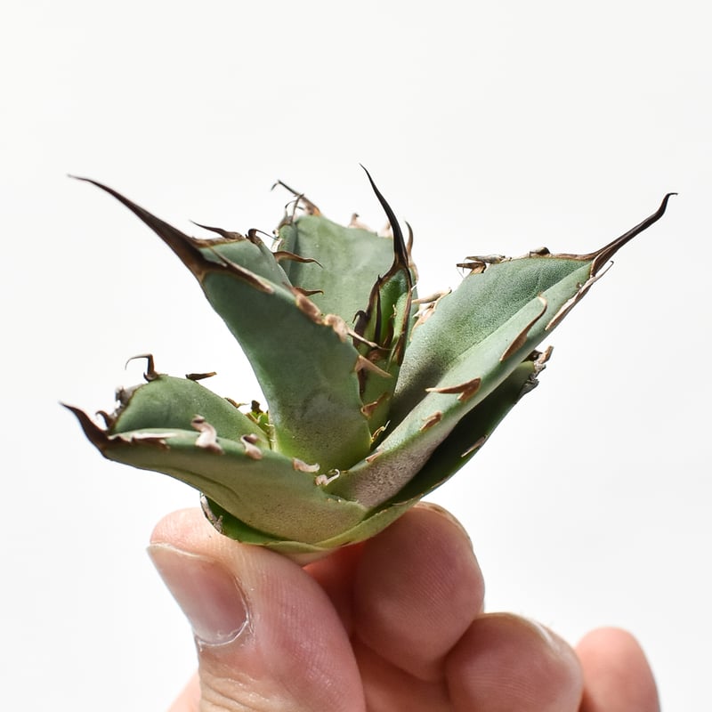 アガベ 親株出品 Dennis020 極上血統 大株 鉢植発送 fit=scale-down,w=1200