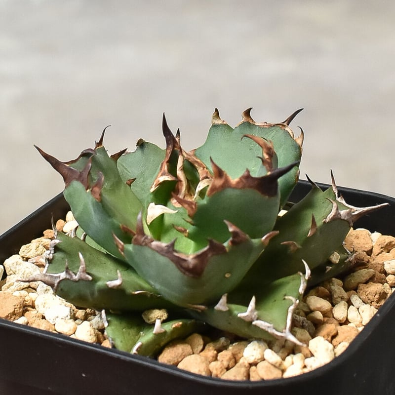 アガベ チタノタ ドワーフ  