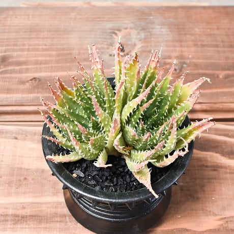 アロエ "白磁盃"  2頭 / Wヘッド【植え込み販売】HK2400540