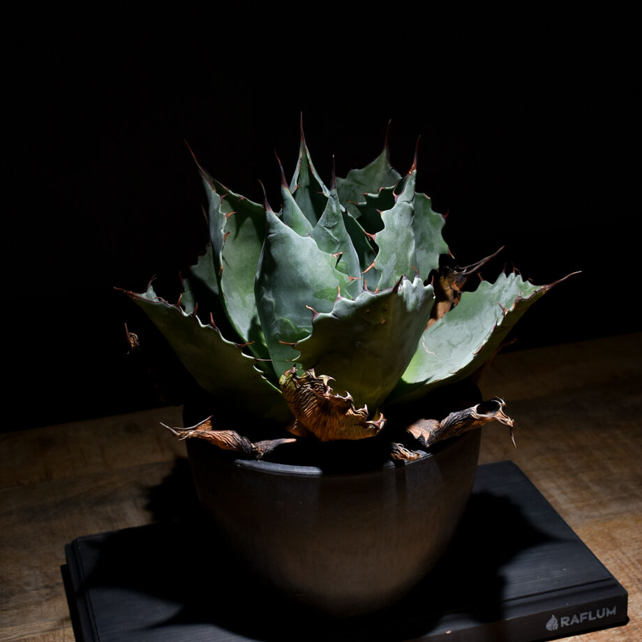 アガベ パラサナ （発根済み）RFAGB20018 | RAFLUM / ラフラム