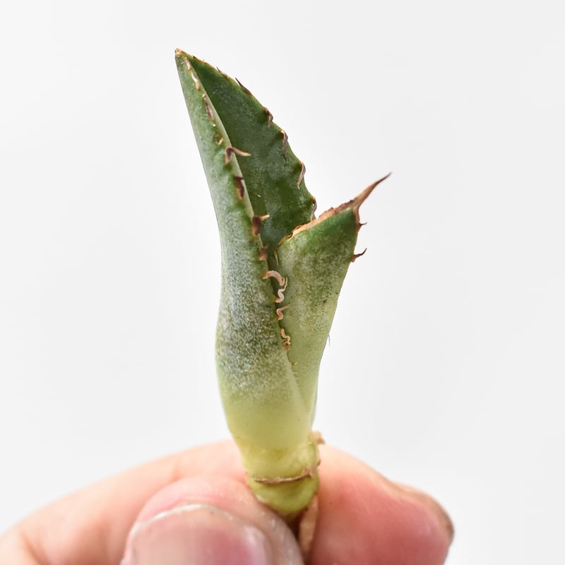 アガべ チタノタ 