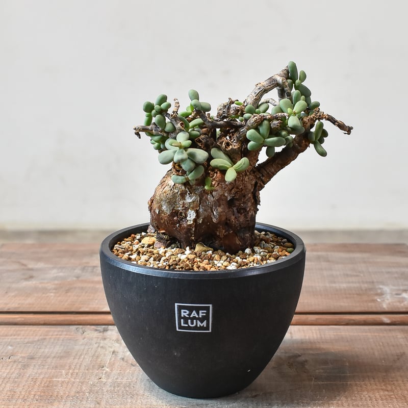 ケラリア ピグマエア 【発根済】R | RAFLUM / ラフラム｜東京、大阪の