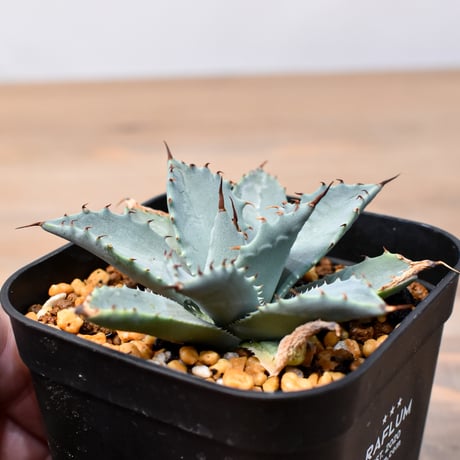 アガベ ハイブリット 日系イシスメンシス×象牙妖炎（陽炎エボリ）【台湾botanical_seeker産】RF25011362