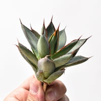 アガベ チタノタ オテロイ 