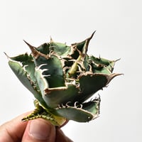 アガベ チタノタ スナグルトゥース 