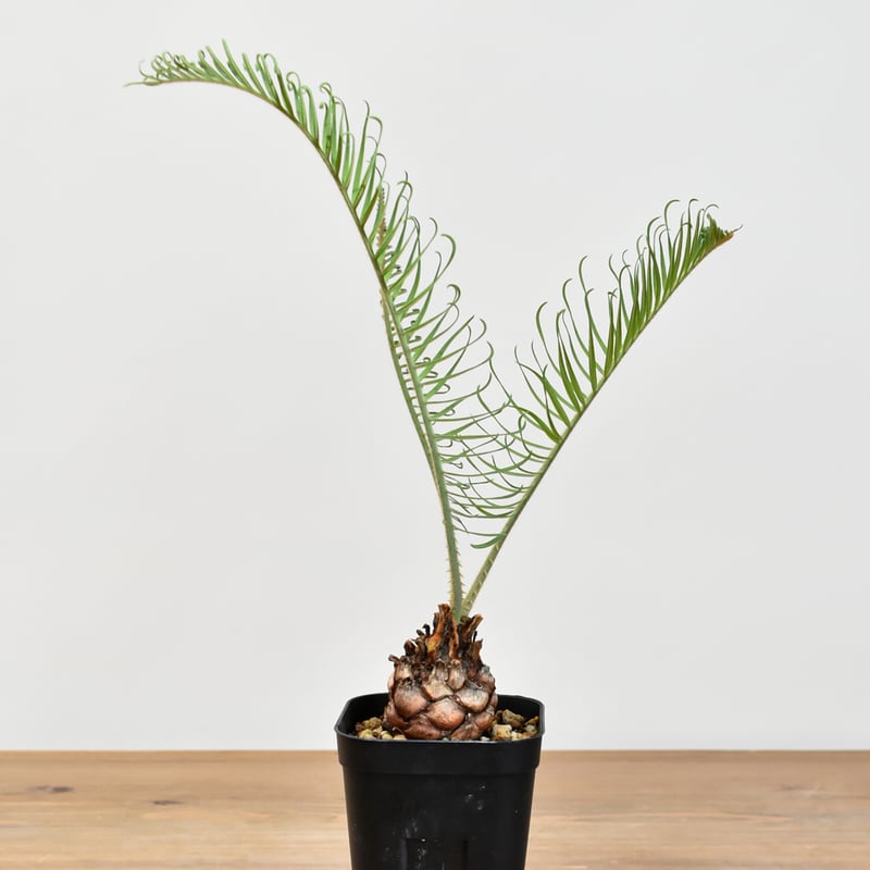 サイカス カイルンシアナ 【実生】RF25011356 | RAFLUM