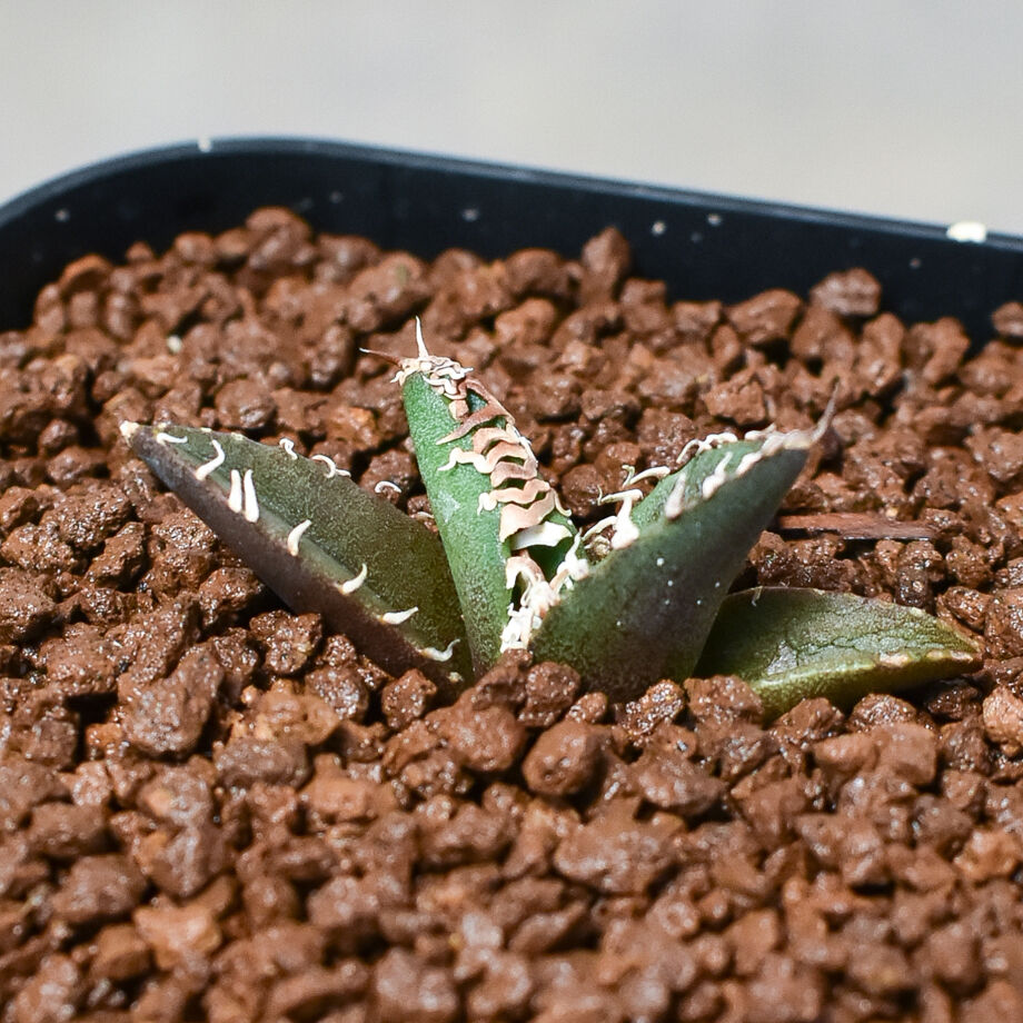 多肉植物 ハオルチア オブチョコ