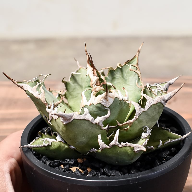 アガベ チタノタ シーザー / 凱撒 【台湾産/中株/発根済み】RF231615