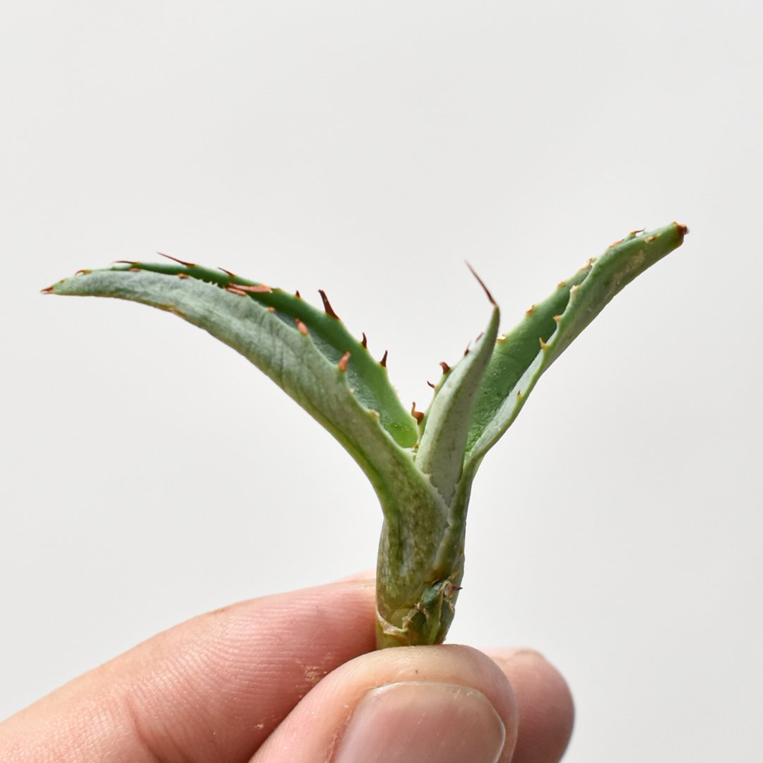 アガベ ハイブリット 