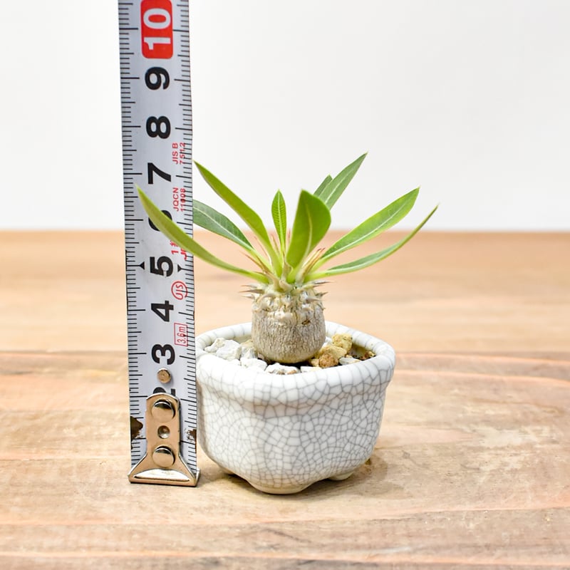 WACK” ON YOUR SIDE】パキポディウム マカイエンセ実生 WACK-A020