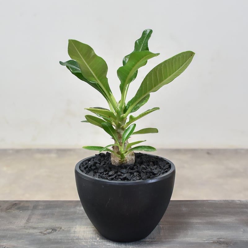 パキポディウムウィンゾリー2点 まとめ商品 パキポディウム ウィンゾリー 【実生】RF231892(T) | RAFLUM