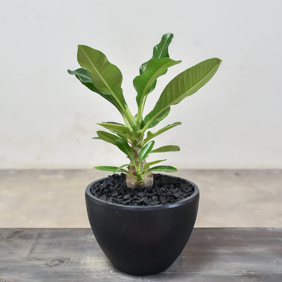 パキポディウム ウィンゾリー 【実生】RF231892(T) | RAFLUM