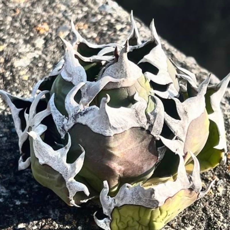 アガベ チタノタ アガベ チタノタ