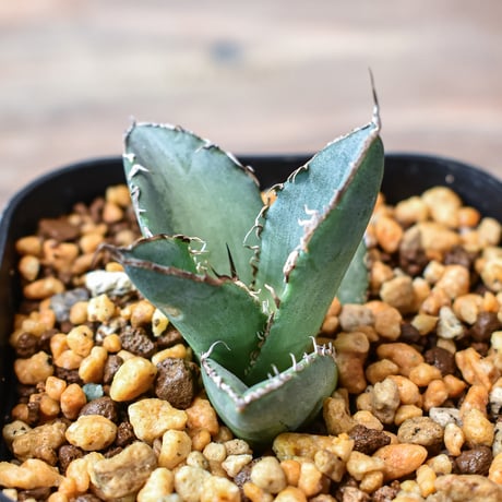 CATEGORY アガベ チタノタ ドラゴン01 | RAFLUM / ラフラム｜東京