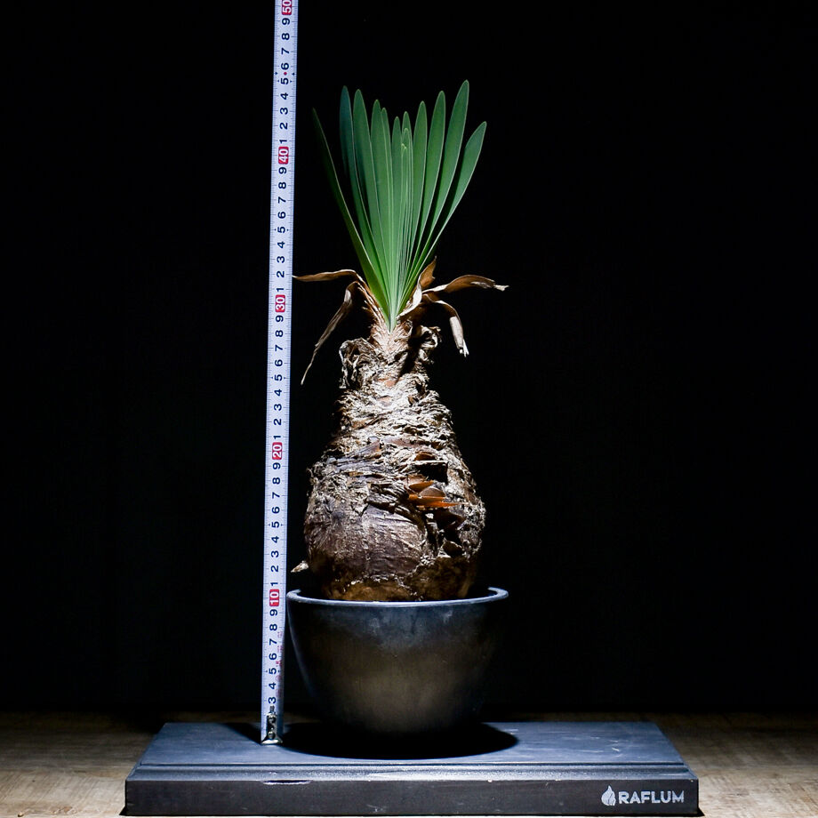 な*ち様 ブーファン ディスティチャ fit=scale-down,w=1200