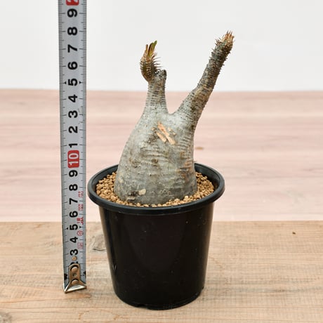 パキポディウム グラキリス "手乗りサイズ"　RFHK-463