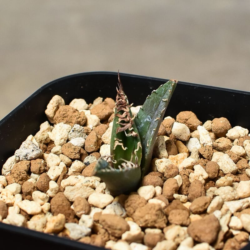 アガベ チタノタ 