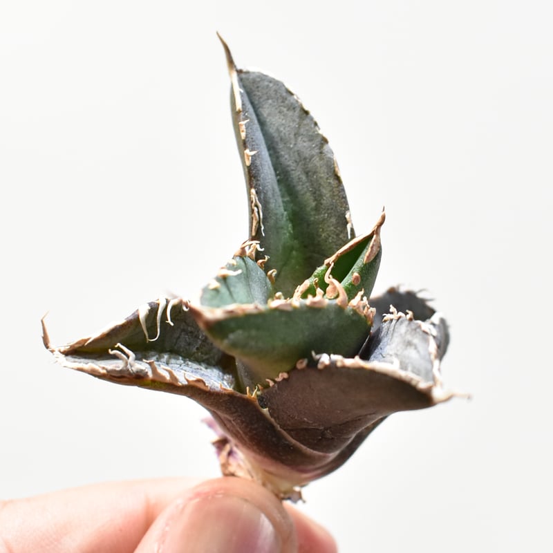 アガベ　緋紅牡丹　大型株 福建省産 アガベ チタノタ 緋紅牡丹 Agave Titanota hikoubotan