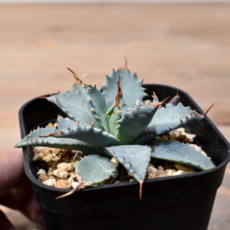 アガベ ハイブリット 日系イシスメンシス×象牙妖炎（陽炎エボリ）【台湾botanical_seeker産】RF25011363