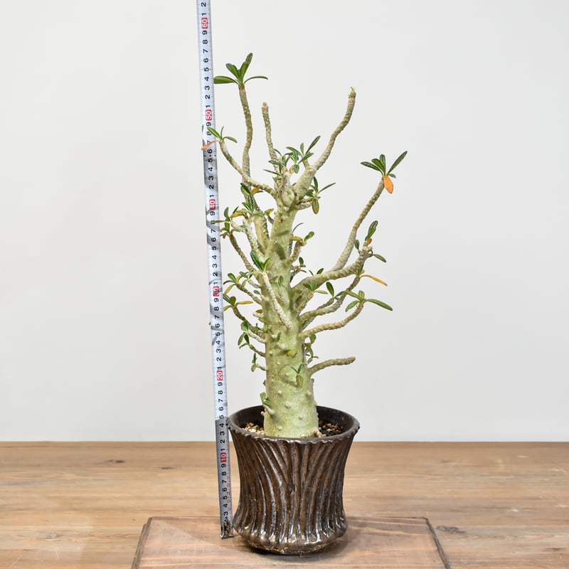 激レア【ドルステニア ギガス実生】 親株に セラアート4号ロング発送 G51 激レア【ドルステニア ギガス実生】 親株に セラアート4号ロング