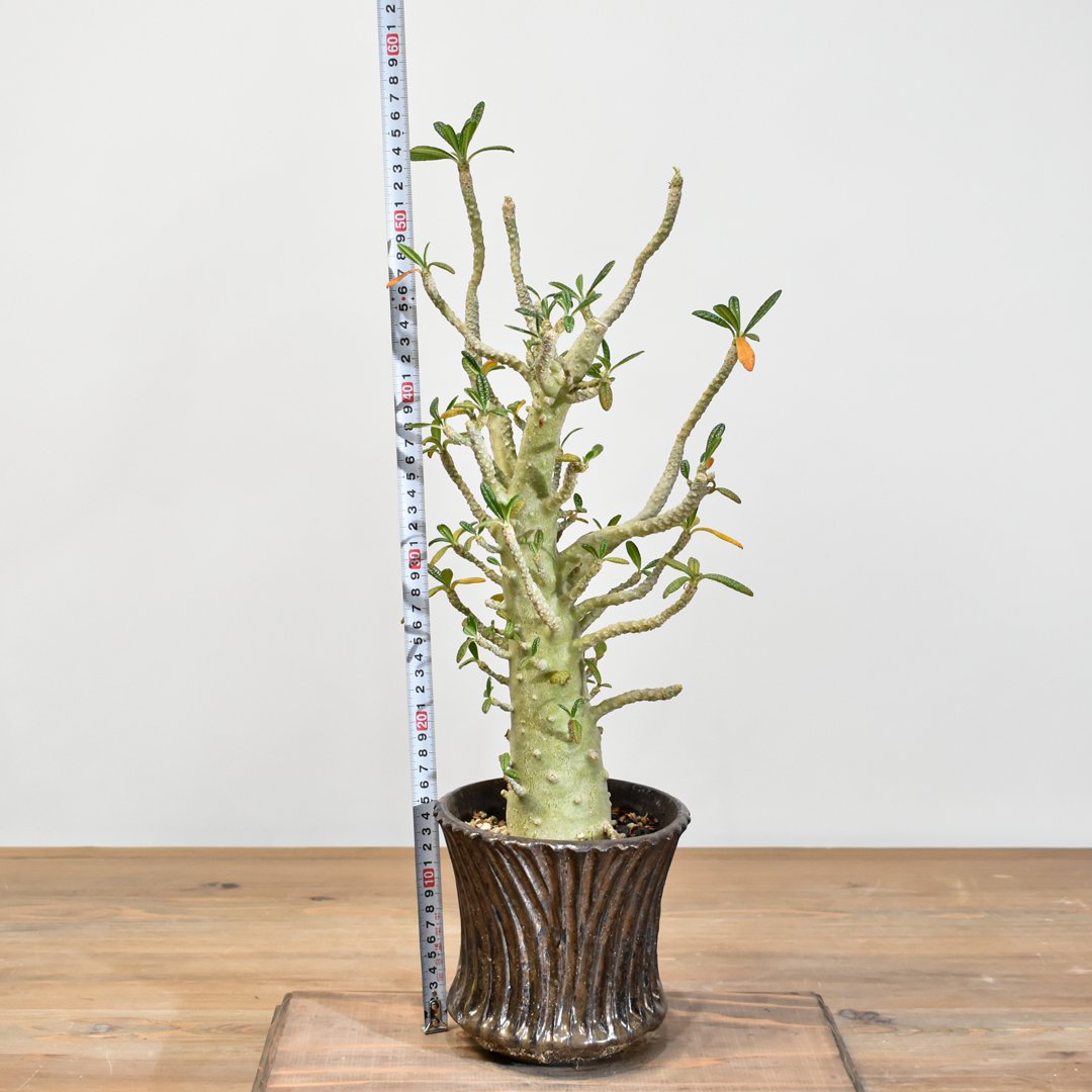 ヤ*ル様 ドルステニアギガス 実生株 ドルステニア ギガス（実生) | hanayoshi-botanical