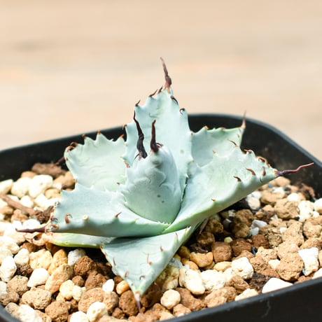 アガベ ハイブリット 雲虎甲蟹×象牙妖炎(モコイシス×陽炎エボリ) 【台湾botanical_seeker産】RF25011419