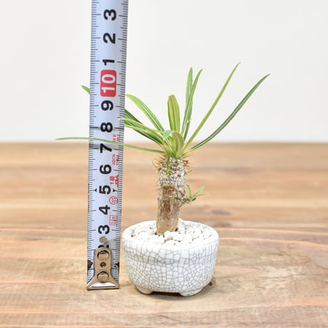 【“WACK” ON YOUR SIDE】パキポディウム グラキリス実生 WACK-A007-01