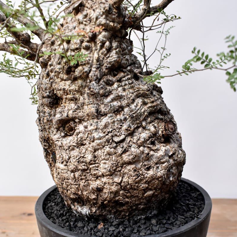 オペルクリカリア パキプス RFHK25011494 | RAFLUM / ラフラム｜東京