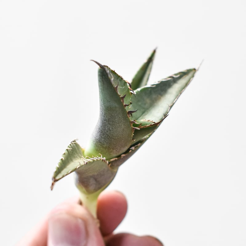 親株出品 青肌黒刺チタノタ 検) ビースト アガベ - アガベ