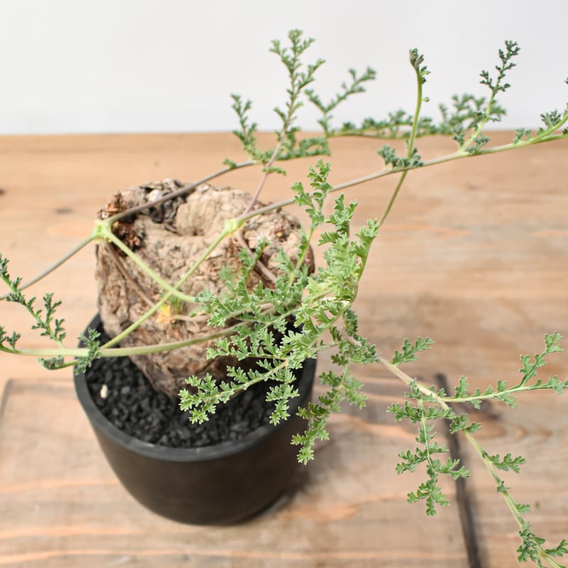 ペラルゴニウム トリステ RFHK25011530 | RAFLUM / ラフラム｜東京、大