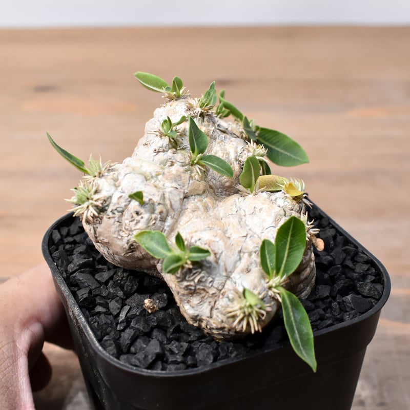 恵比寿笑　ブレビカウレ　検）グラキリス　パキプス パキポディウム・ブレビカウレ（恵比寿笑い）の基本情報・育て方