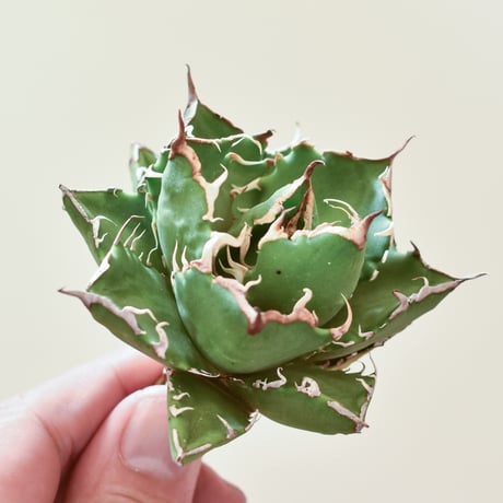 CATEGORY アガベ チタノタ クレイジー | RAFLUM / ラフラム