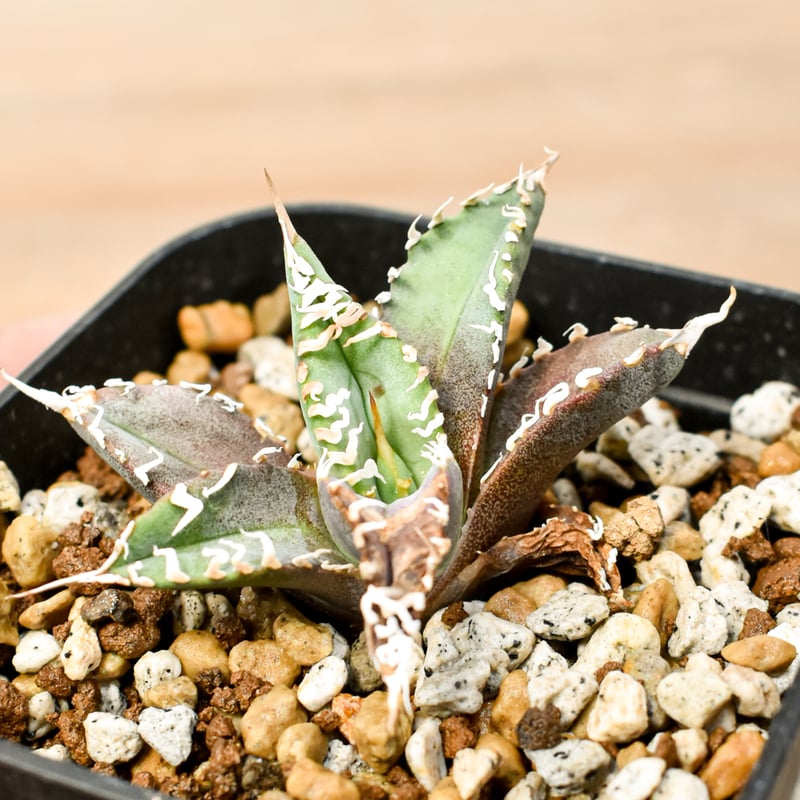 アガベ チタノタ ゴジラ 