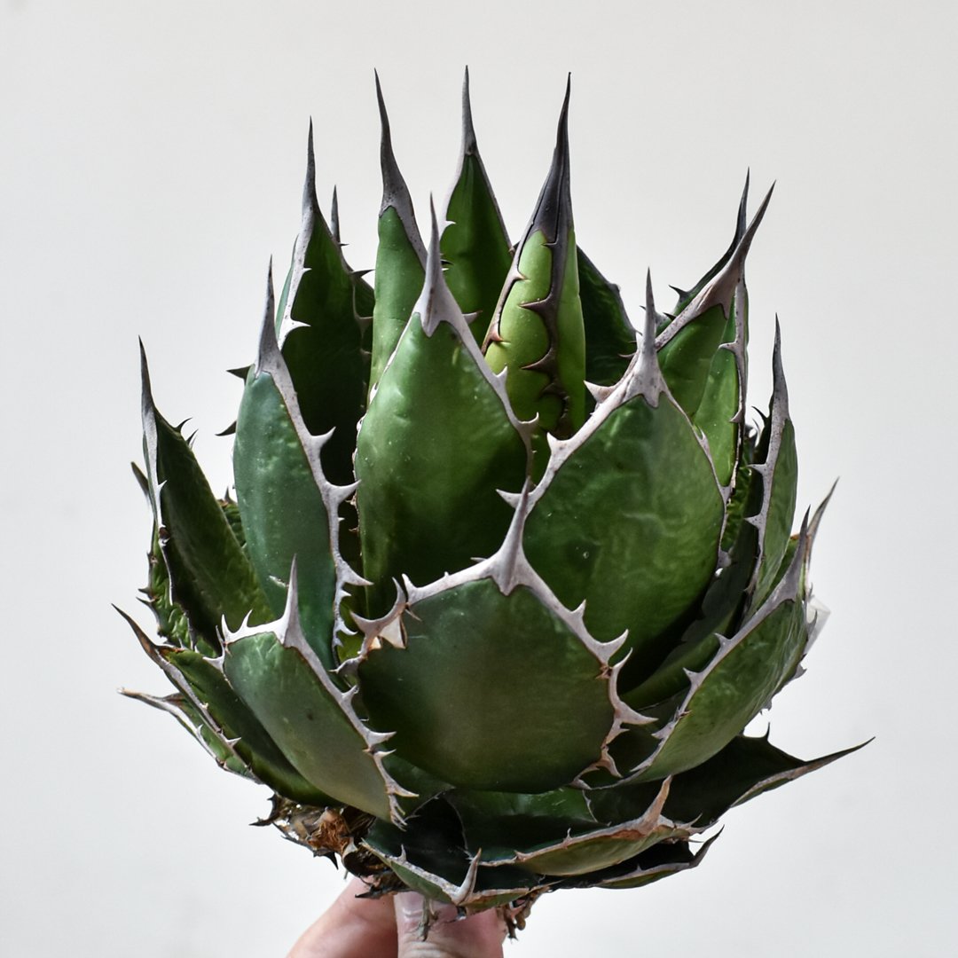 アガベ ホリダ OSP株 fit=scale-down,w=1200