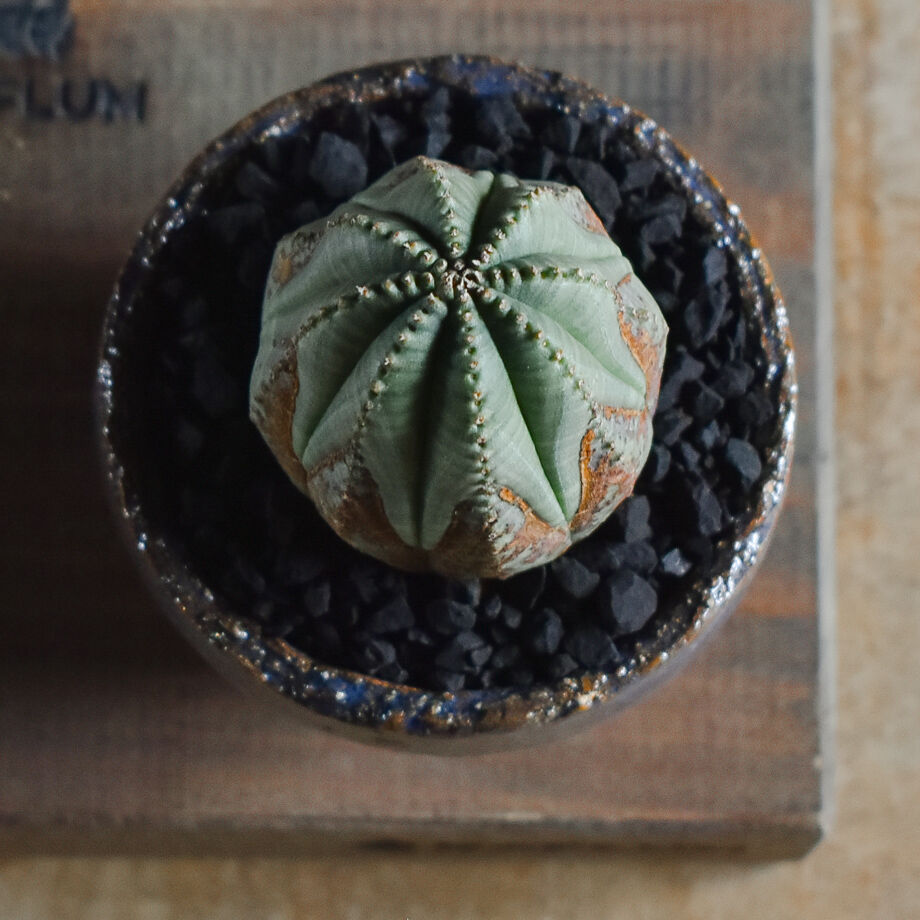 ユーフォルビア オベサ /オールド オベサ【根強い人気！！木質化の