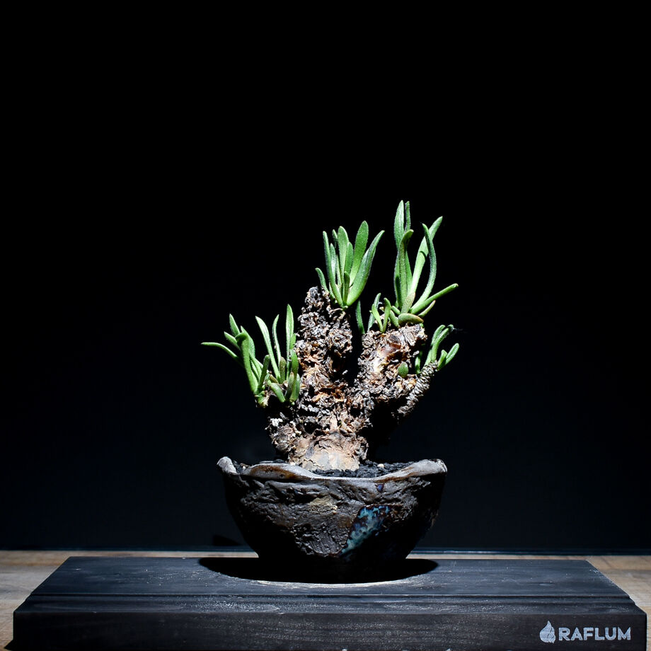 チレコドン•ペアルソニー　白象 楽天市場】コーデックス：チレコドン ペアルソニー 白象 挿木*幹