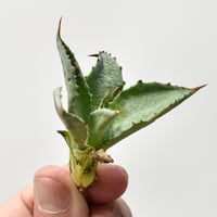 アガベ ブルーエンペラー【超希少種！アガベマクロアカンサ×笹の雪