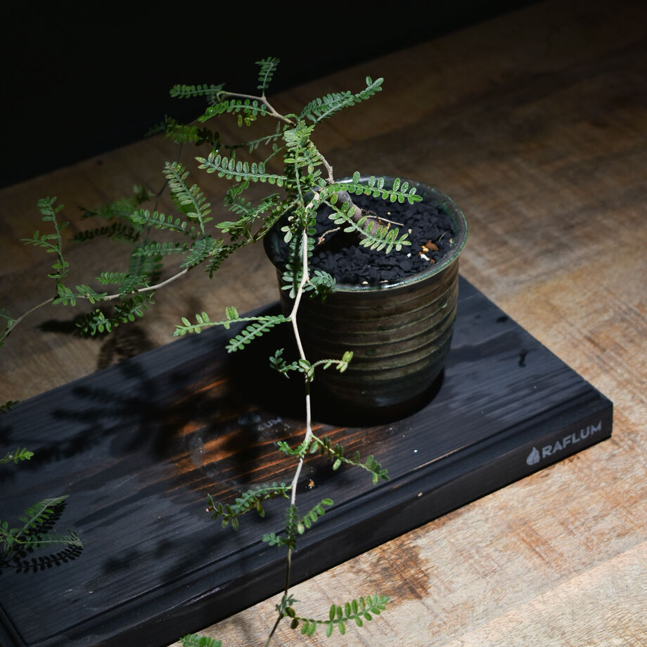 オペルクリカリア ヒファエノイデス （実生株）RF22100 | RAFLUM