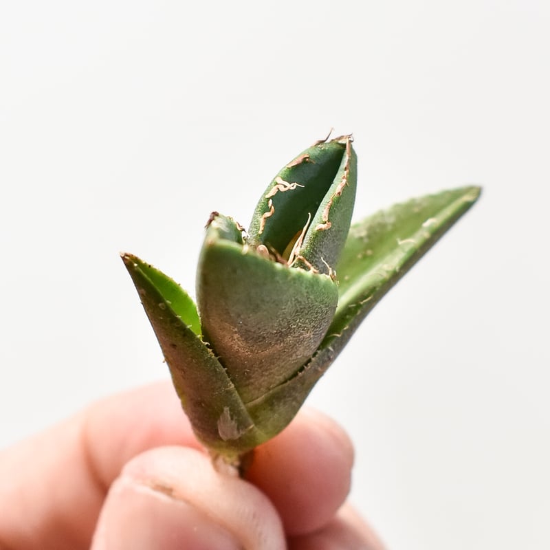 アガベ　大 アガベ チタノタ ホワイトアイス 極棘 大株 | 4S'easons.