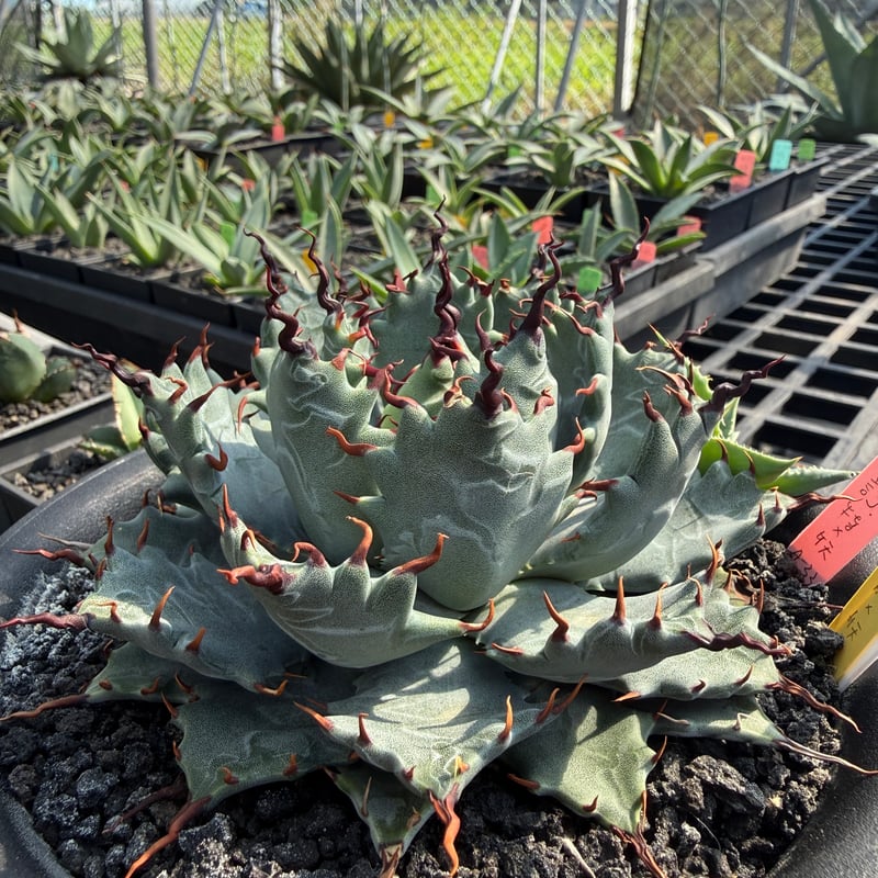 アガベ ハイブリット 