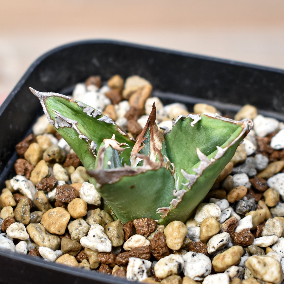 アガベ　チタノタ　ステゴザウルス　子株 アガベ チタノタ 