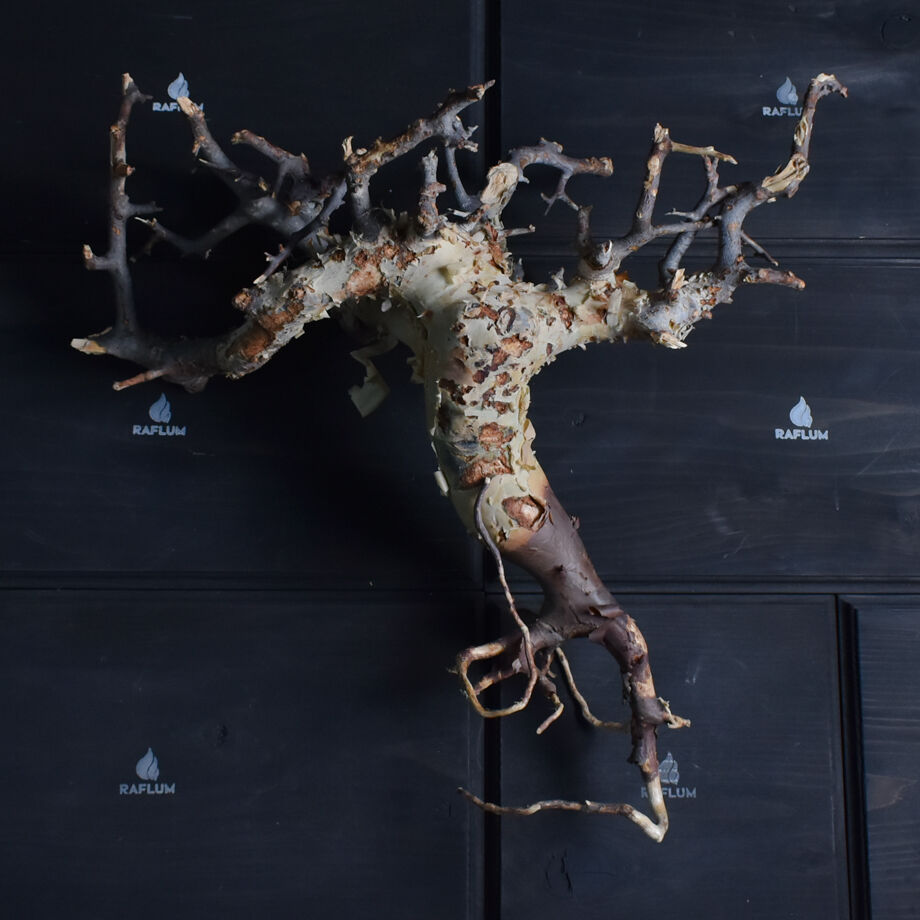 コミフォラ カタフ（ピュアカタフ） 抜き苗販売【輸入即の