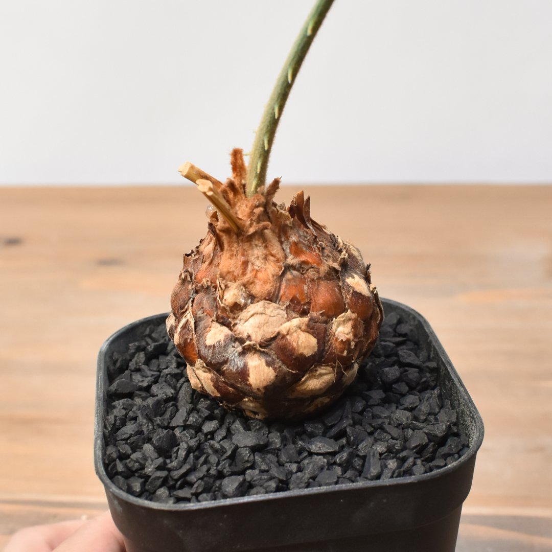 サイカス カイルンシアナ 【実生】RF25011359 | RAFLUM / ラフラム