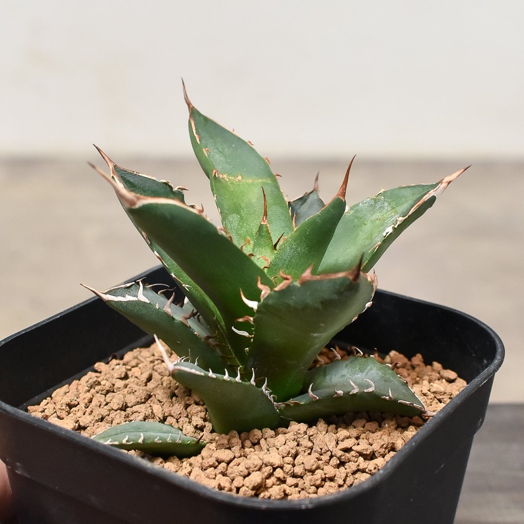 アガベ チタノタ 