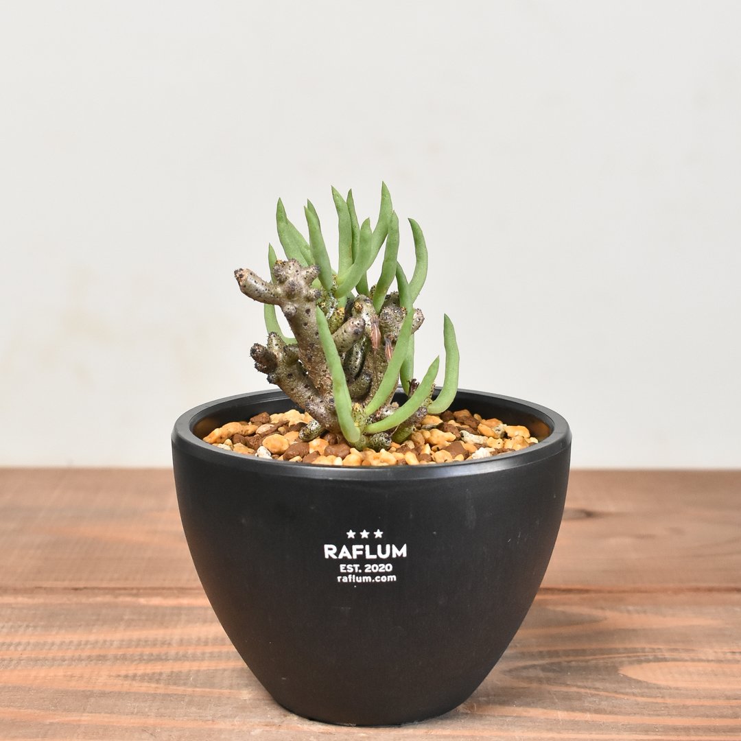 レア実生！　チレコドン　アトレプルプレウス　多肉植物　塊根植物　実生 チレコドン ブックホルジアヌス【実生】HK232050(T) | RAFLUM