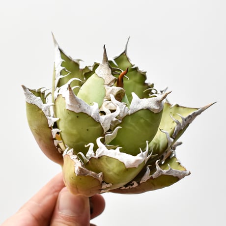 レッドキャットウィーズル | STORES