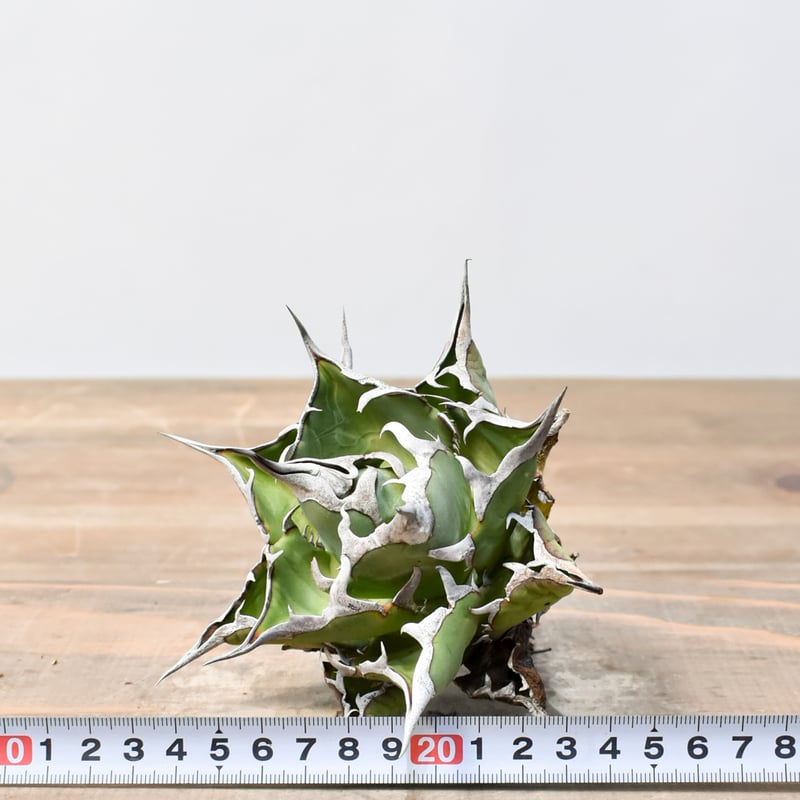 アガベ チタノタ 